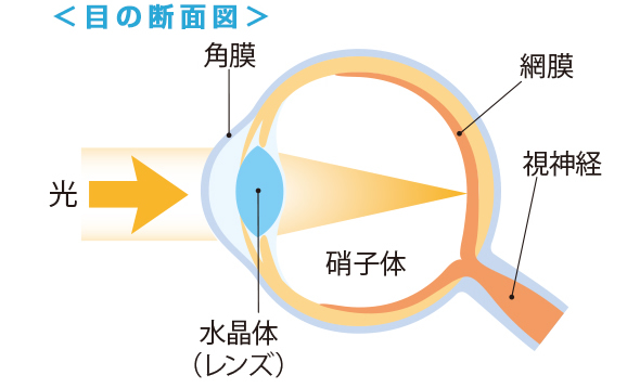目・瞳・眼の断面図